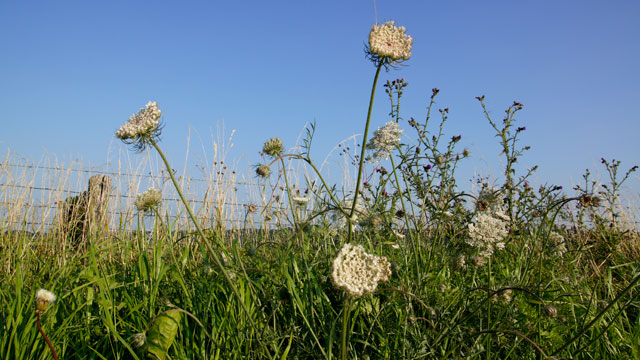 Peen - Daucus carota