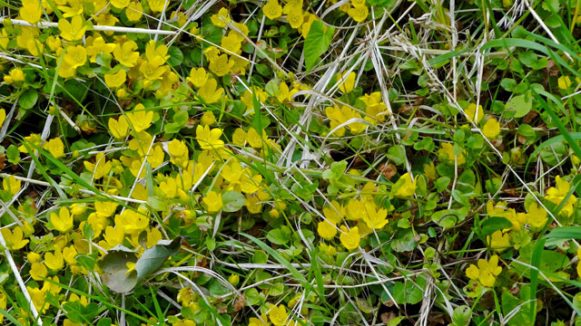 Penningkruid - Lysimachia nummularia