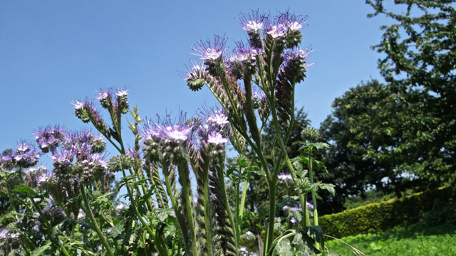 Phacelia - Phacelia tanacetifolia