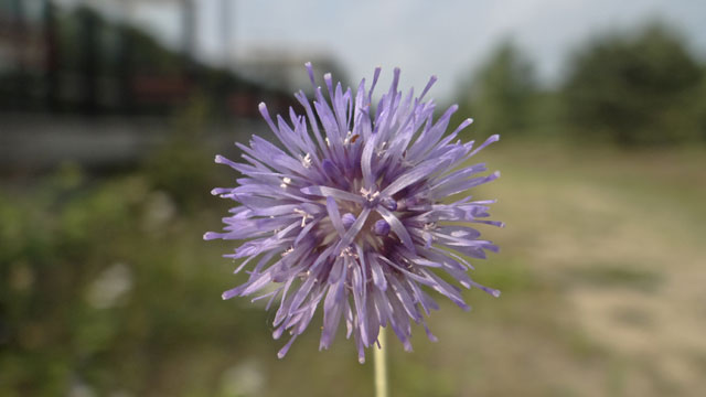 Zandblauwtje - Jasione montana