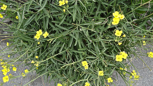 Grote zandkool - Diplotaxis tenuifolia