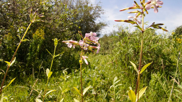 Zeepkruid - Saponaria officinalis