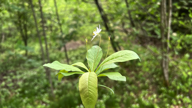 Zevenster - Trientalis europaea