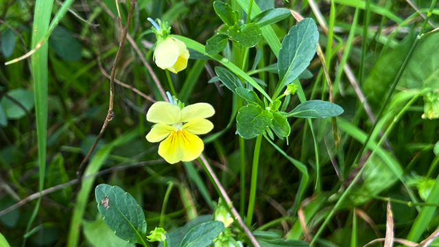 Zinkviooltje - Viola lutea s. calaminaria