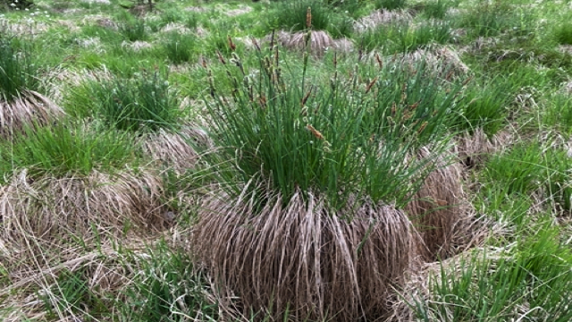 Zwarte zegge - Carex nigra