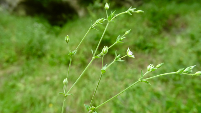 Gewone zandmuur - Arenaria serpyllifolia