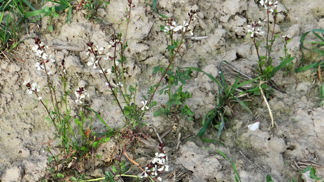 Zwaardherik - Eruca vesicaria