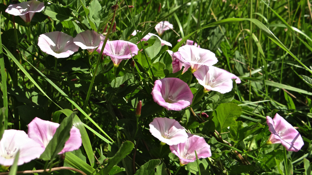 Akkerwinde - Convolvulus arvensis