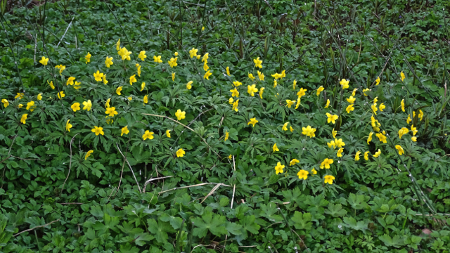 Gele anemoon - Anemone ranunculoides