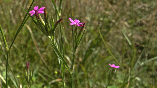 Ruige anjer - Dianthus armeria