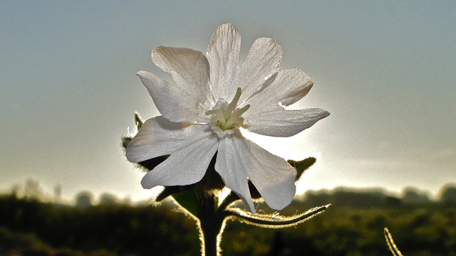 Avondkoekoeksbloem - Silene latifolia