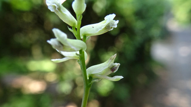 Rankende helmbloem - Ceratocapnos claviculata