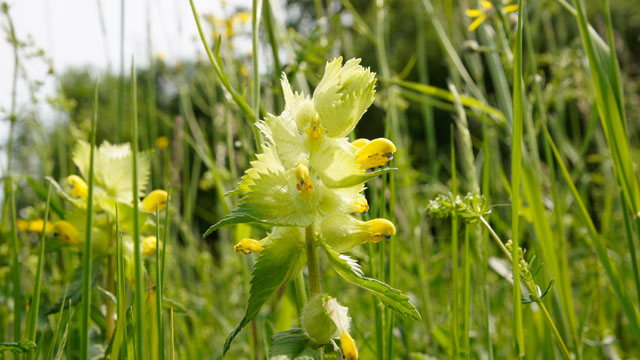 Harige ratelaar - Rhinanthus alectorolophus