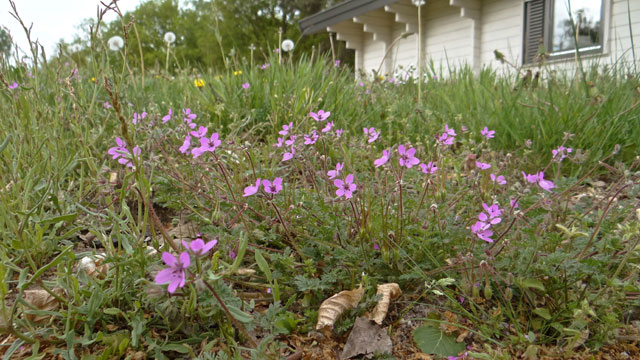 Reigersbek - Erodium cicutarium