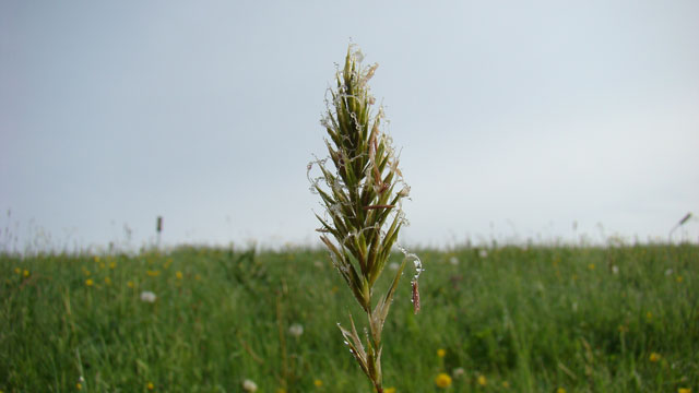 Gewoon reukgras - Anthoxanthum odoratum