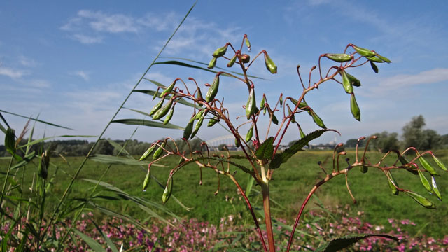 Reuzenbalsemien - Impatiens glandulifera Royle