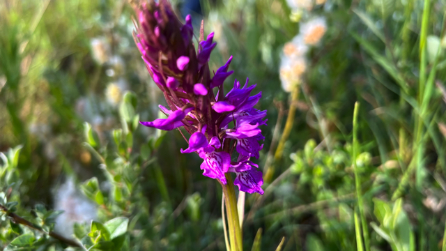 Rietorchis - Dactylorhiza praetermissa