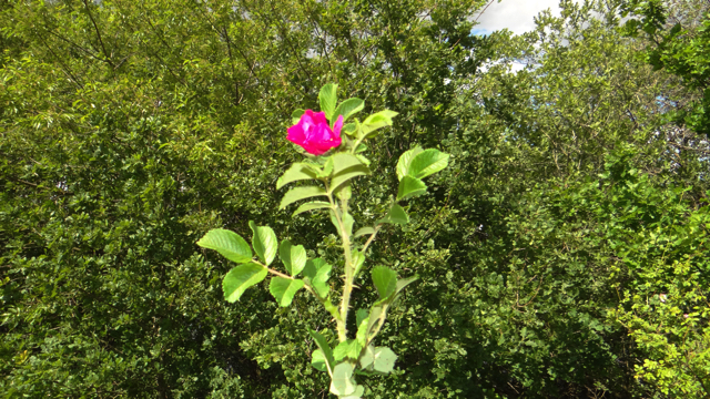 Rimpelroos - Rosa rugosa