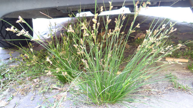 Tengere rus - Juncus tenuis