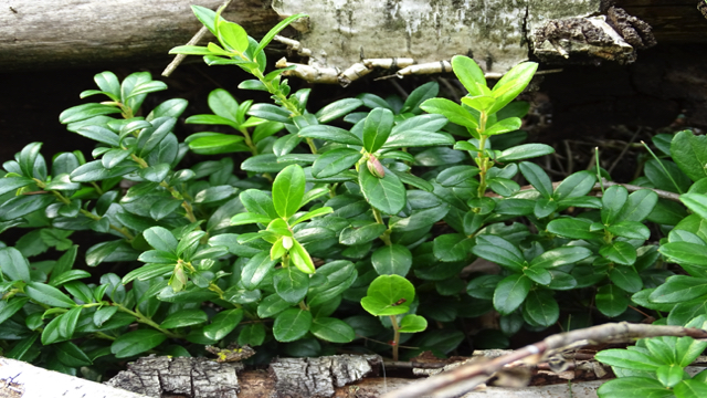 Rode bosbes - Vaccinium vitis-idaea