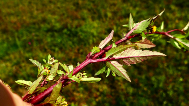 Veenwortel - Persicaria amphibia