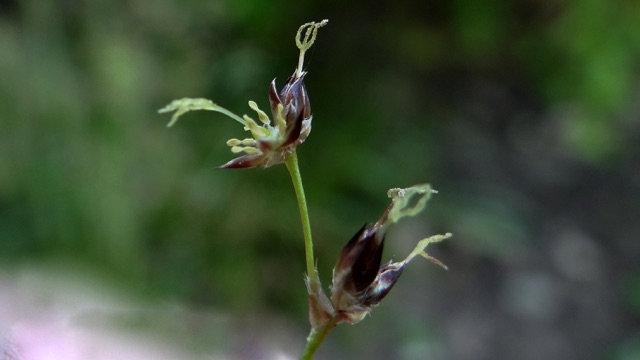 Grote veldbies - Luzula sylvatica