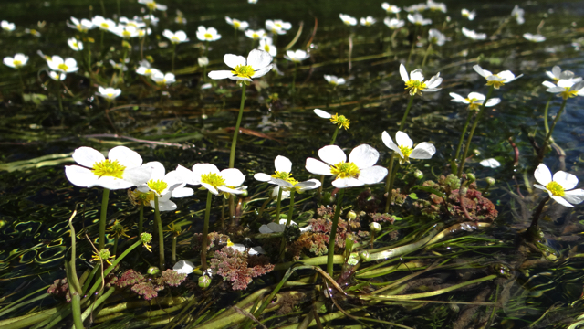 Vlottende waterranonkel - Ranunculus fluitans