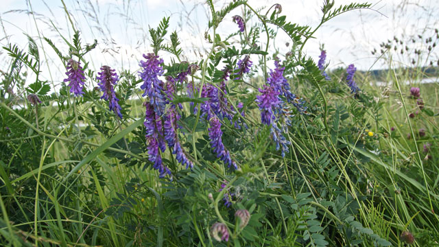 Vogelwikke - Vicia cracca