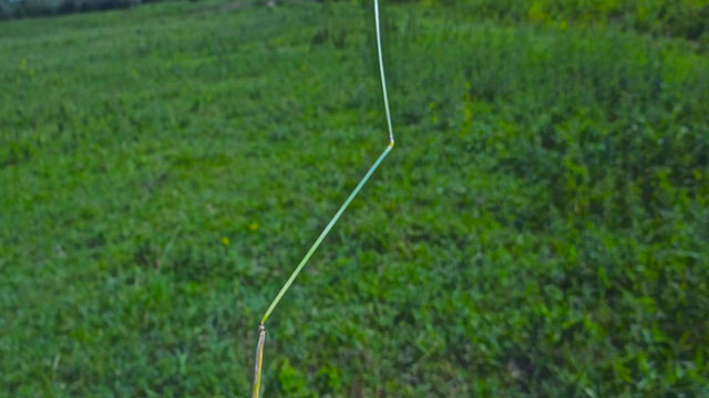 Geknikte vossenstaart - Alopecurus geniculatus