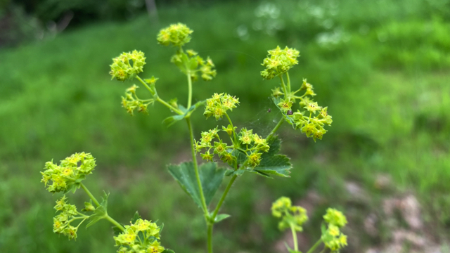 Geelgroene vrouwenmantel - Alchemilla xanthochlora