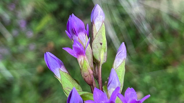 Veldgentiaan - Gentianella campestris