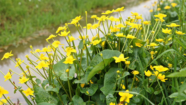 Gewone dotterbloem - Caltha palustris s. palustris