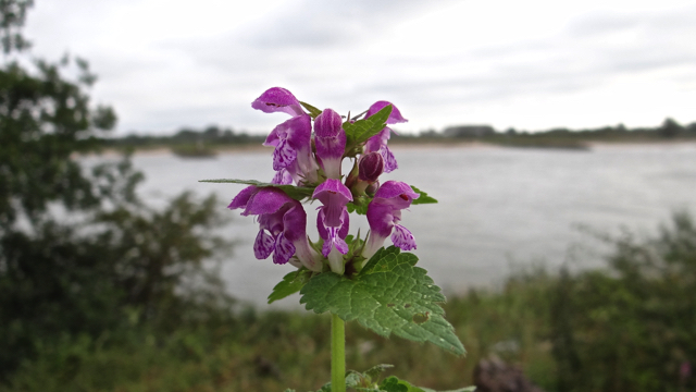 Gevlekte dovenetel - Lamium maculatum