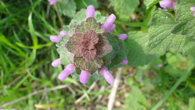 Paarse dovenetel - Lamium purpureum