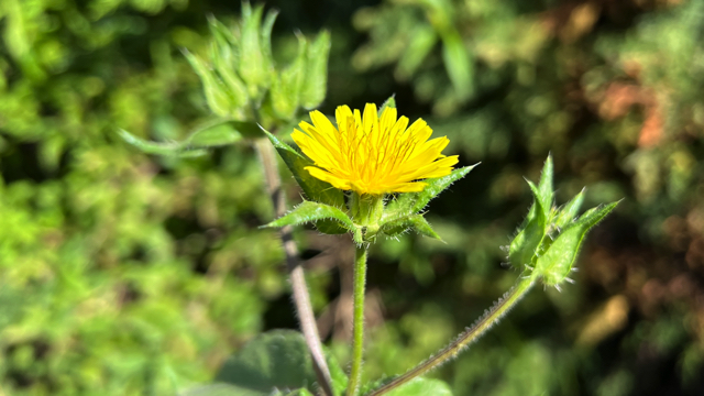 Druifkruid - Chenopodium botrys