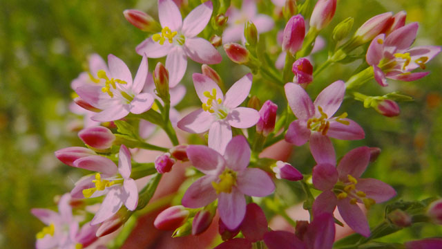 Echt duizendguldenkruid - Centaurium erythraea