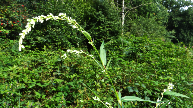 Kleine duizendknoop - Persicaria minor