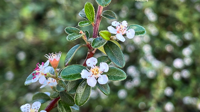 Vlakke dwergmispel - Cotoneaster horizontalis 