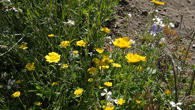 Gele ganzenbloem - Glebionis segetum