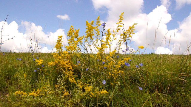 Geel walstro - Galium verum