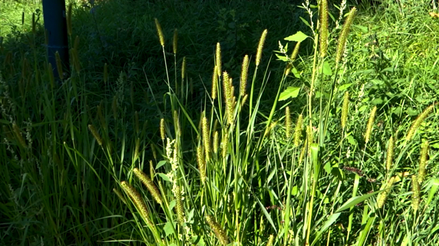 Geelrode naaldaar - Setaria pumila