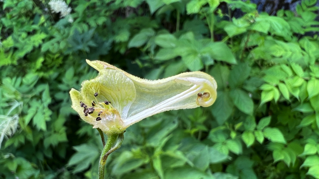 Gele monnikskap - Aconitum vulparia