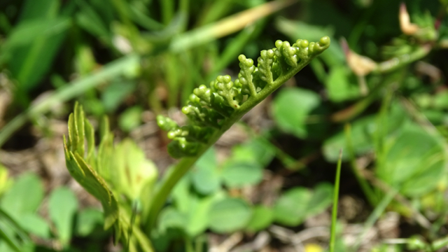 Gelobde maanvaren - Botrychium lunaria