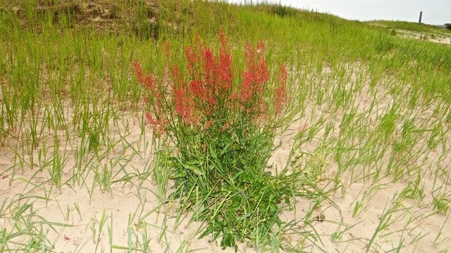 Geoorde zuring - Rumex thyrsiflorus