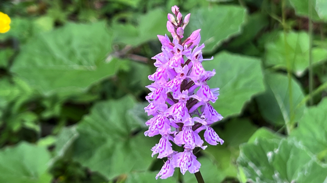 Gevlekte dovenetel - Lamium maculatum