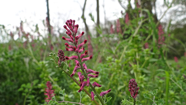 Gewone duivenkervel - Fumaria officinalis