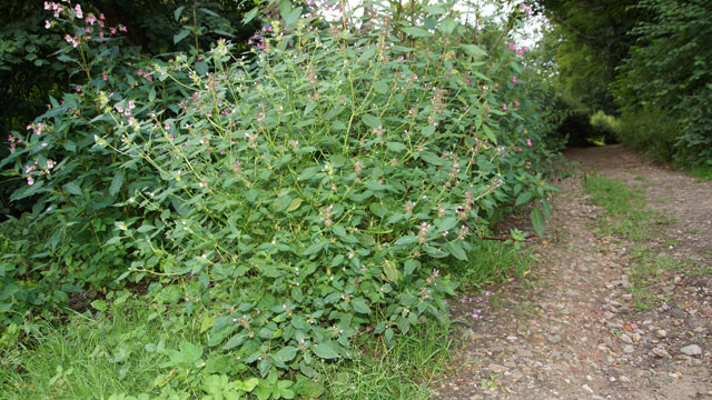 Gewone hennepnetel - Galeopsis tetrahit