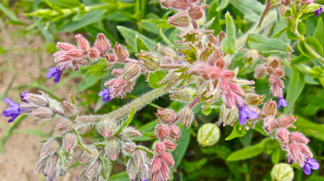 Gewone ossentong - Anchusa officinalis