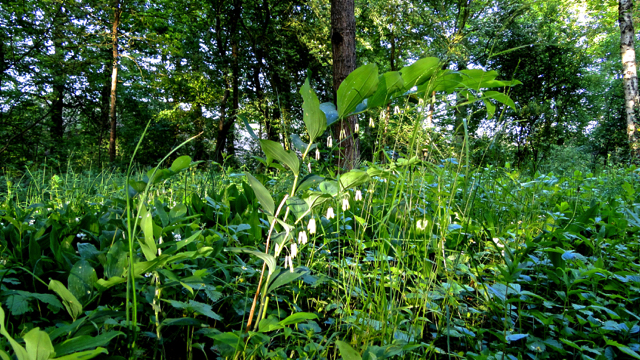 Gewone salomonszegel - Polygonatum multiflorum