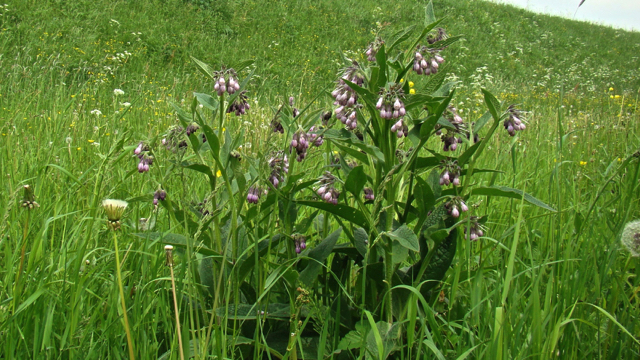 Gewone smeerwortel - Symphytum officinale